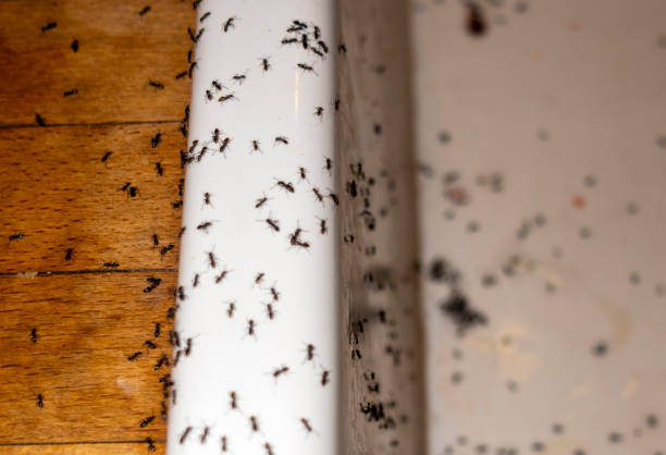 Reliable Lebanon, VA Pest Control Solutions