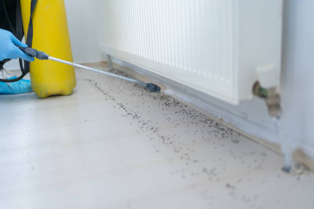 Best Cockroach Control Services  in Lebanon, VA
